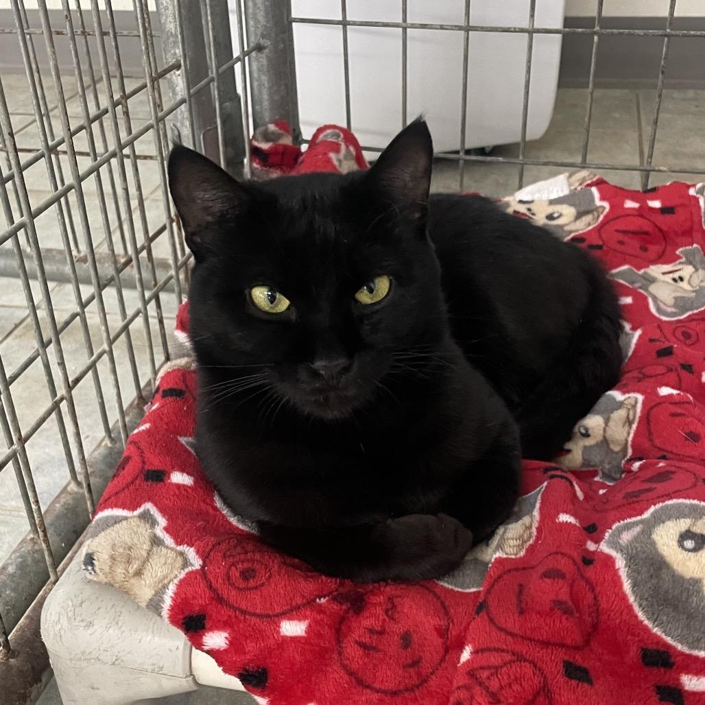 Enlarge Lenny the Binoculars (Horseheads Petsmart), a Adoptable Domestic Short Hair in East Smithfield , PA image 2/6