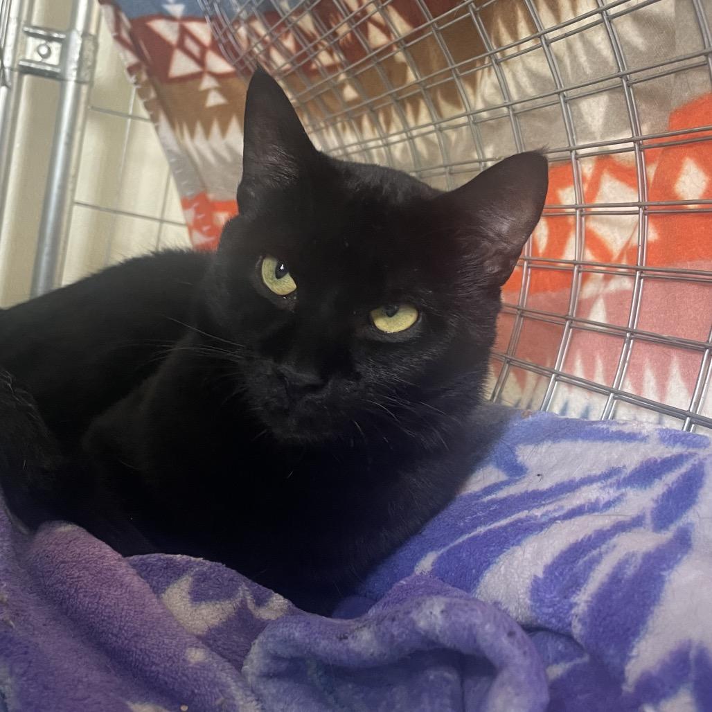 Enlarge Lenny the Binoculars (Horseheads Petsmart), a Adoptable Domestic Short Hair in East Smithfield , PA image 3/6