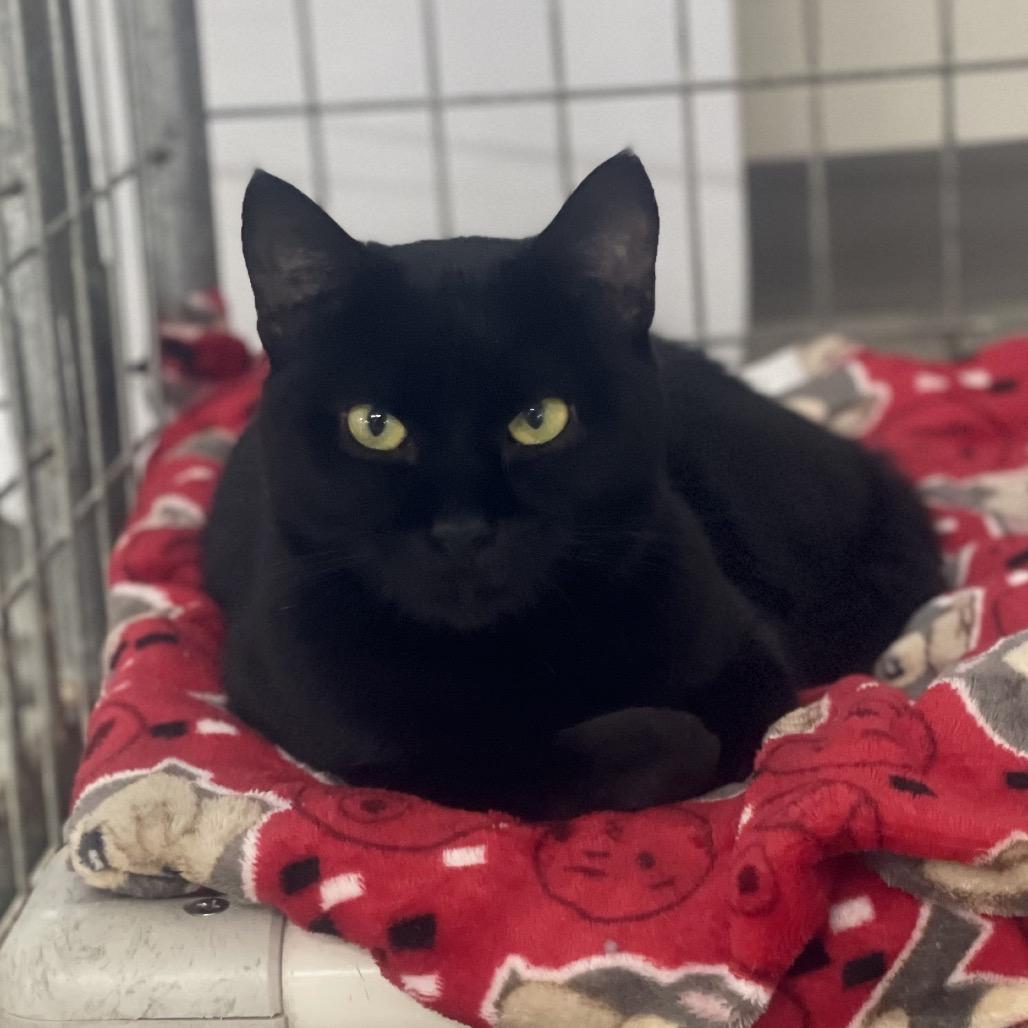 Enlarge Lenny the Binoculars (Horseheads Petsmart), a Adoptable Domestic Short Hair in East Smithfield , PA image 4/6