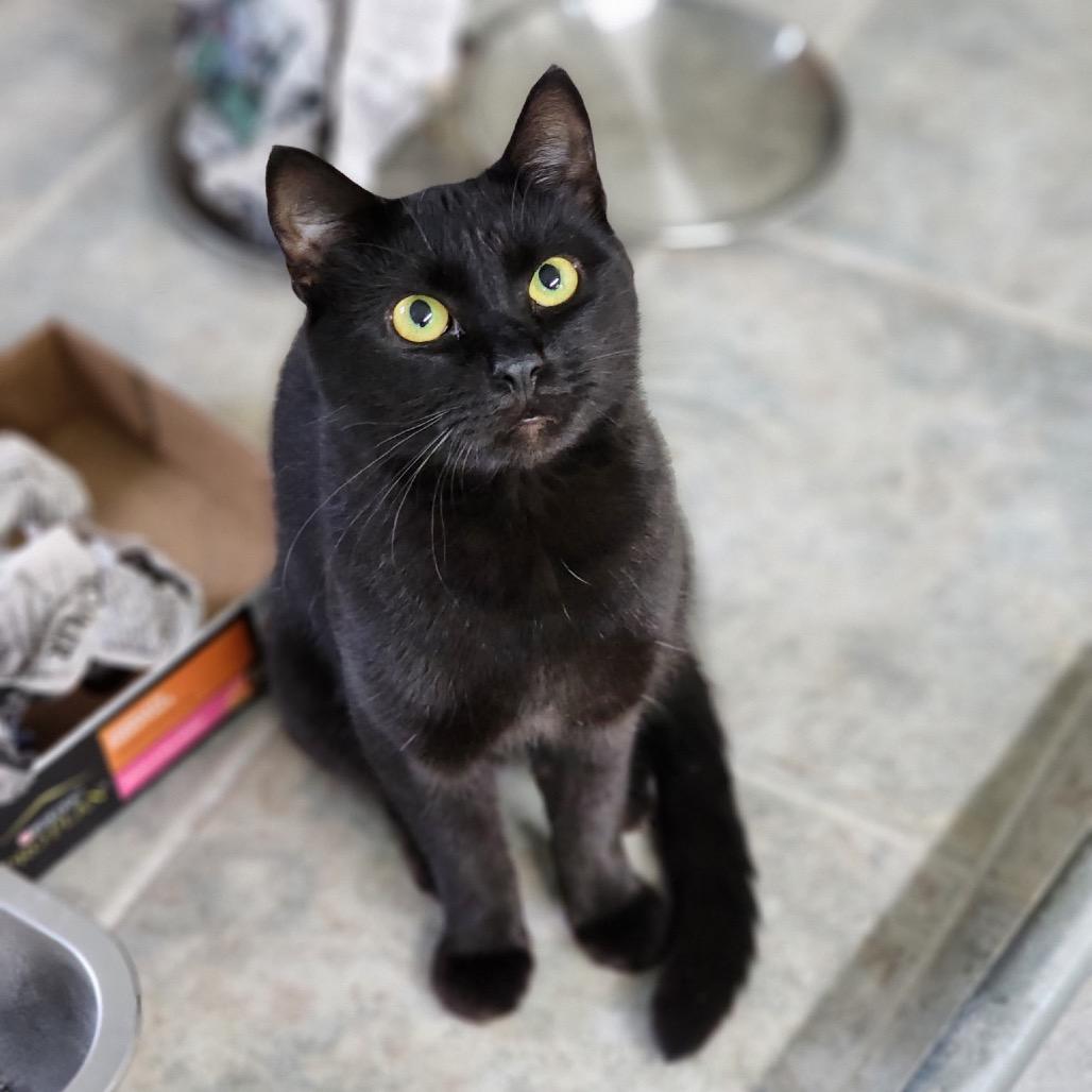 Enlarge Lenny the Binoculars (Horseheads Petsmart), a Adoptable Domestic Short Hair in East Smithfield , PA image 5/6