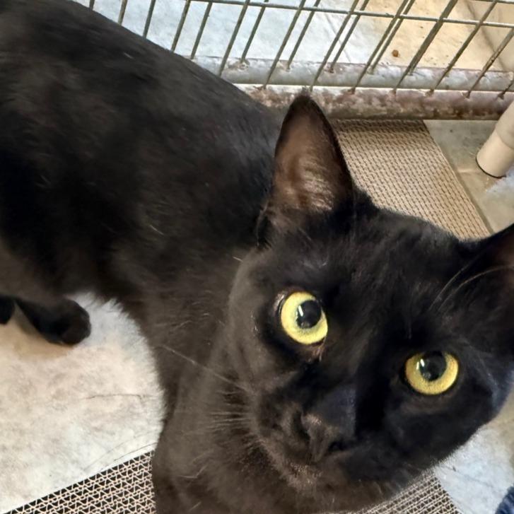 Enlarge Lenny the Binoculars (Horseheads Petsmart), a Adoptable Domestic Short Hair in East Smithfield , PA image 6/6