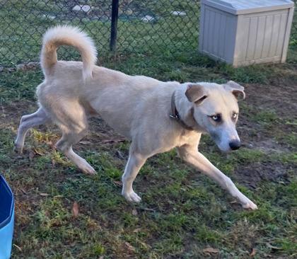 Enlarge Newt (HW+), a Adoptable mixed breed in Conway, SC image 1/3