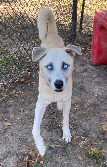 Enlarge Newt (HW+), a Adoptable mixed breed in Conway, SC image 2/3