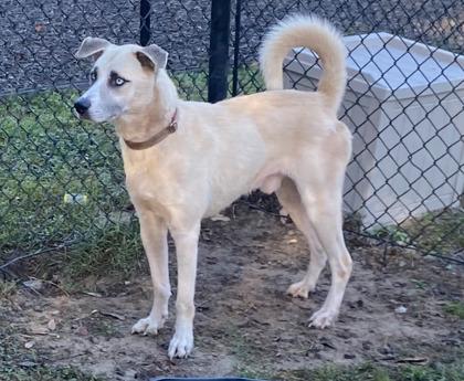 Enlarge Newt (HW+), a Adoptable mixed breed in Conway, SC image 3/3