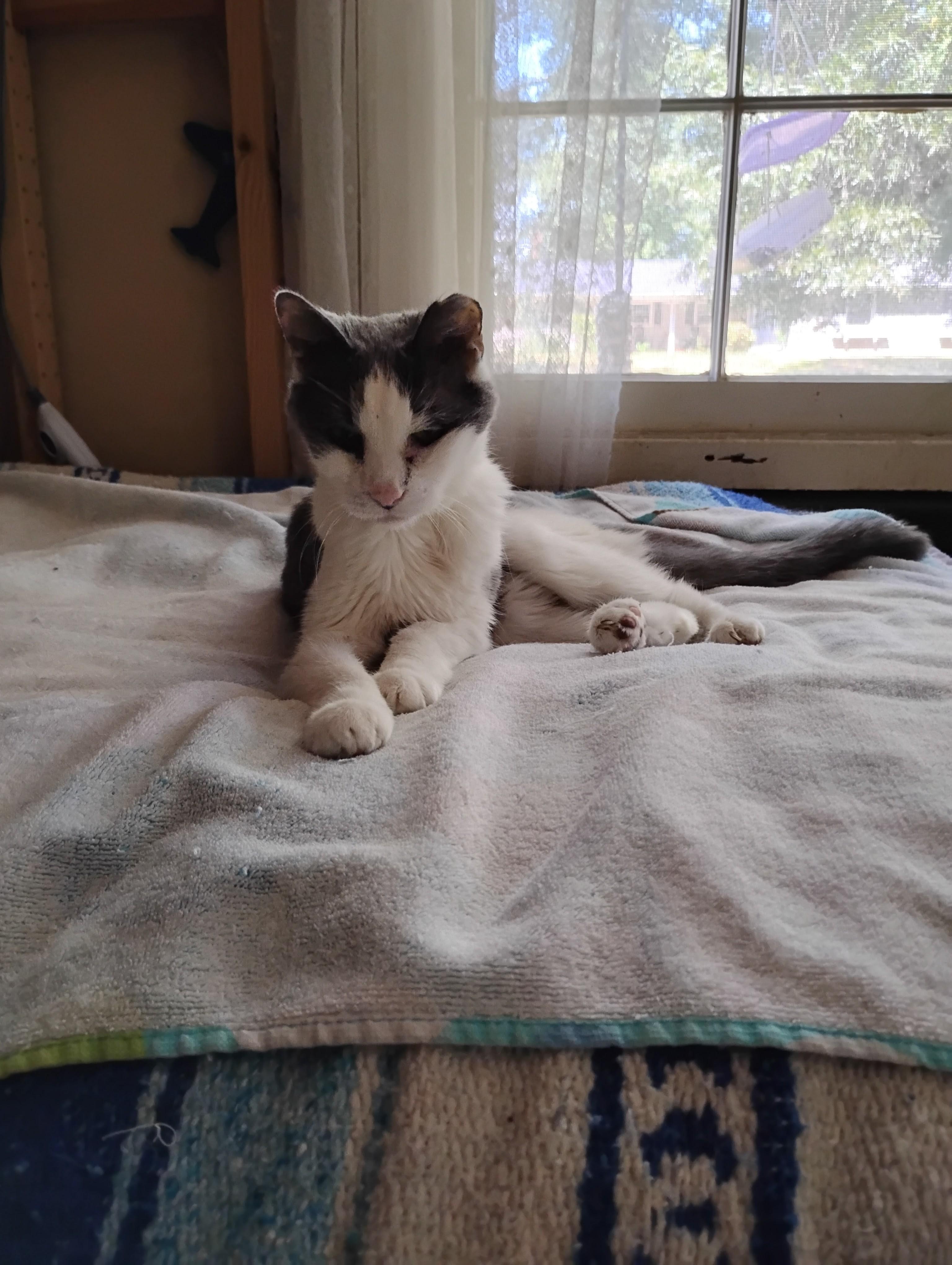 Enlarge Maid Marion-Senior Princess looking for her Forever Castle, a Adoptable Domestic Short Hair in Laurel, MD image 5/5