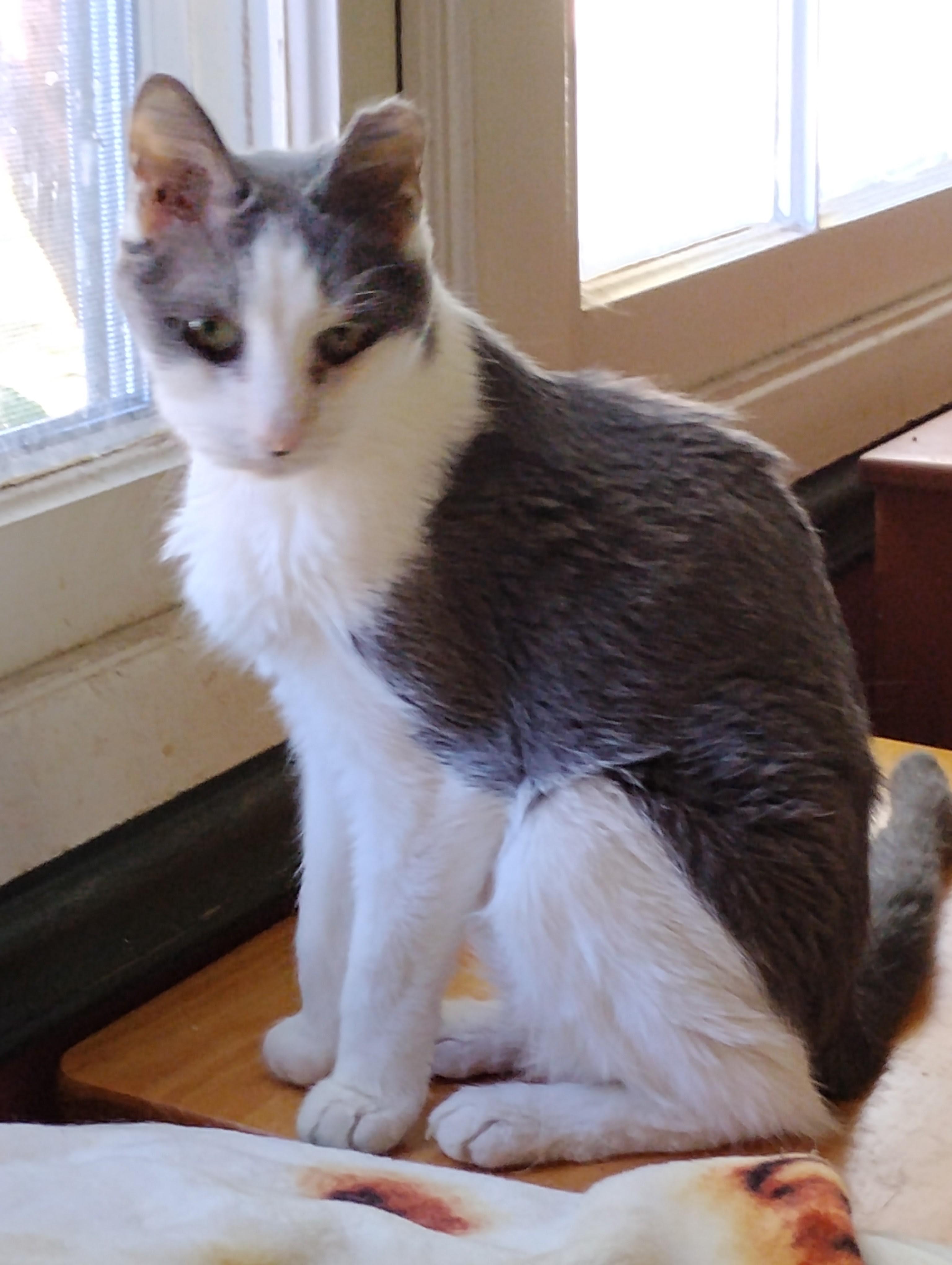 Enlarge Maid Marion-Senior Princess looking for her Forever Castle, a Adoptable Domestic Short Hair in Laurel, MD image 3/5