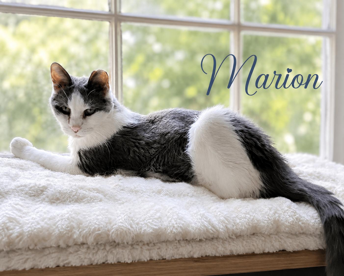 Enlarge Maid Marion-Senior Princess looking for her Forever Castle, a Adoptable Domestic Short Hair in Laurel, MD image 1/5