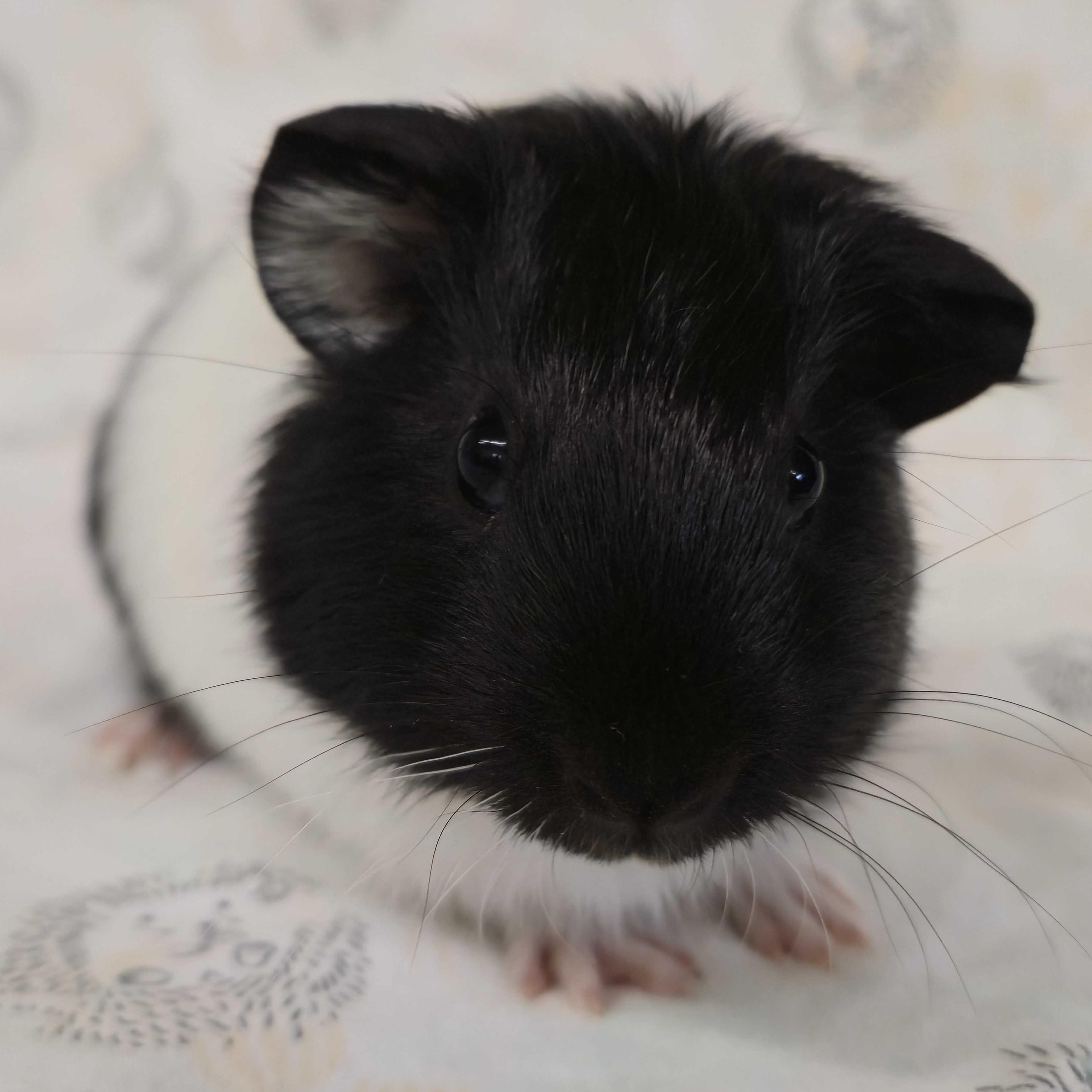 Winston, ADOPTABLE, Baby Male Guinea Pig.
