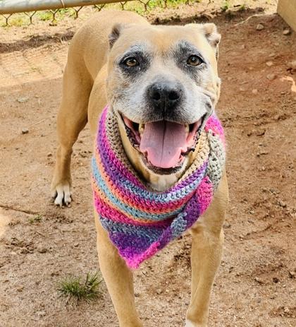 Beatrice $25 Fostered, a Adoptable mixed breed in Seneca, SC image 1/3