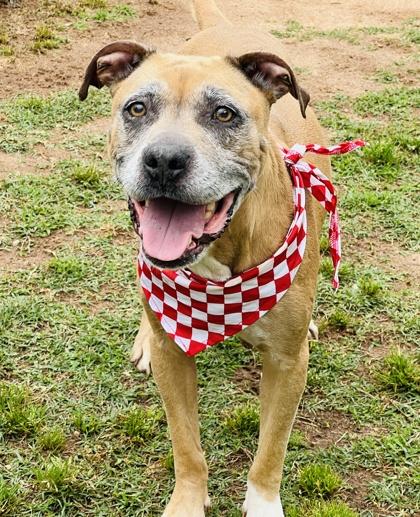 Beatrice $25 Fostered, a Adoptable mixed breed in Seneca, SC image 2/3