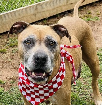 Beatrice $25 Fostered, a Adoptable mixed breed in Seneca, SC image 3/3