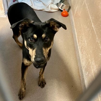 Dina, Adoptable, Adult Female Shepherd & Mixed Breed.