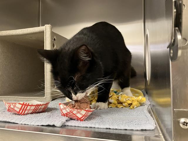 RHUBARB, Adoptable, Adult Male Domestic Short Hair.