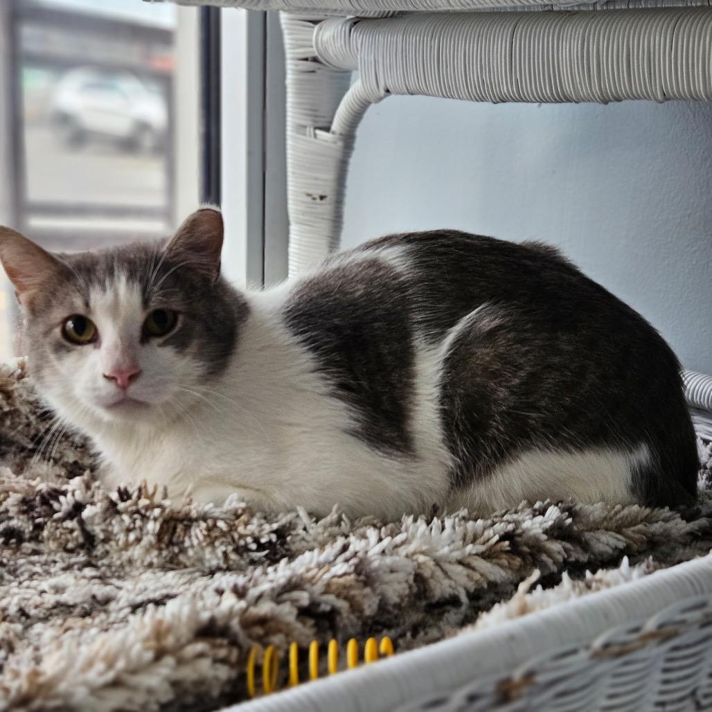 Knockout, Adoptable, Adult Male Domestic Short Hair.