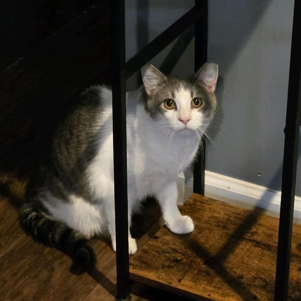 Enlarge Knockout, a Adoptable Domestic Short Hair in Nashville, TN image 2/3