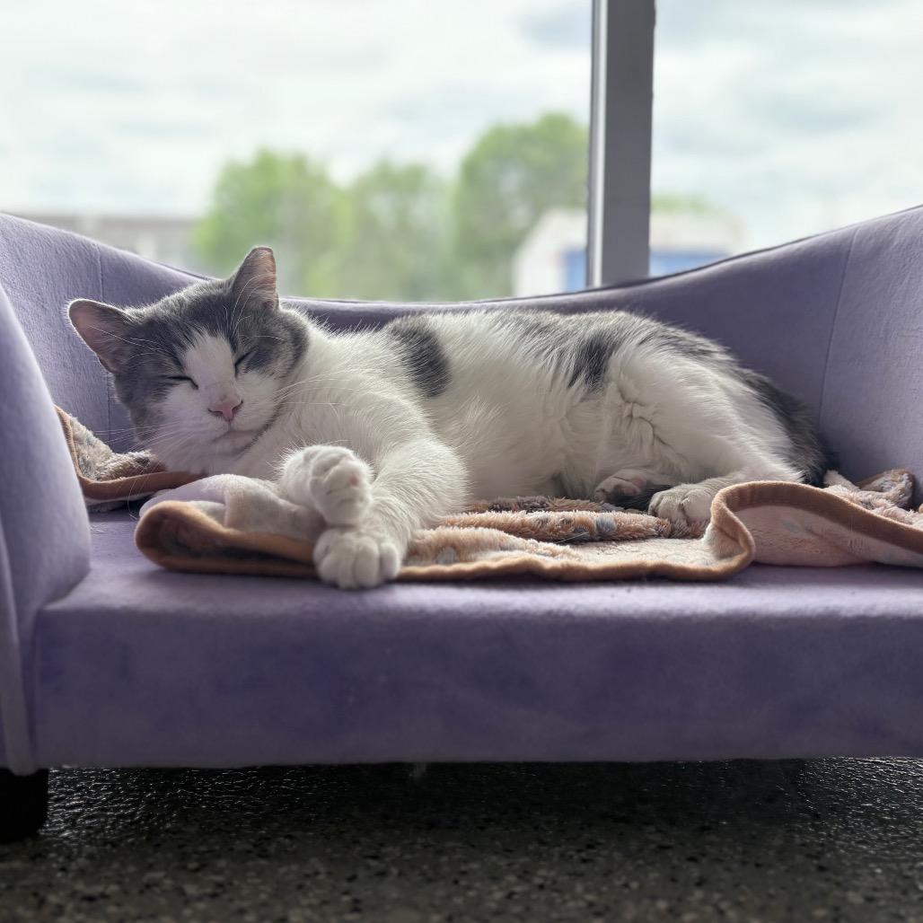 Enlarge Knockout (Kevin), a Adoptable Domestic Short Hair in Nashville, TN image 3/4