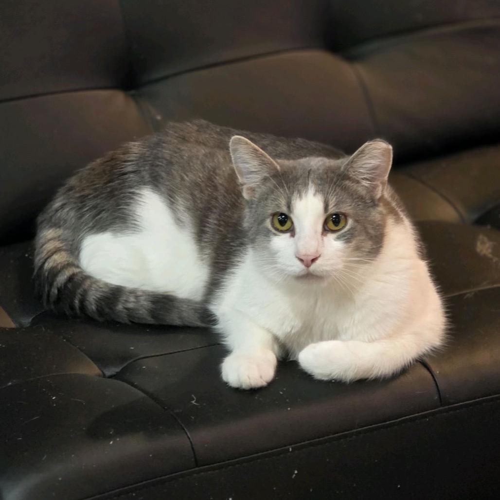 Enlarge Knockout, a Adoptable Domestic Short Hair in Nashville, TN image 3/3