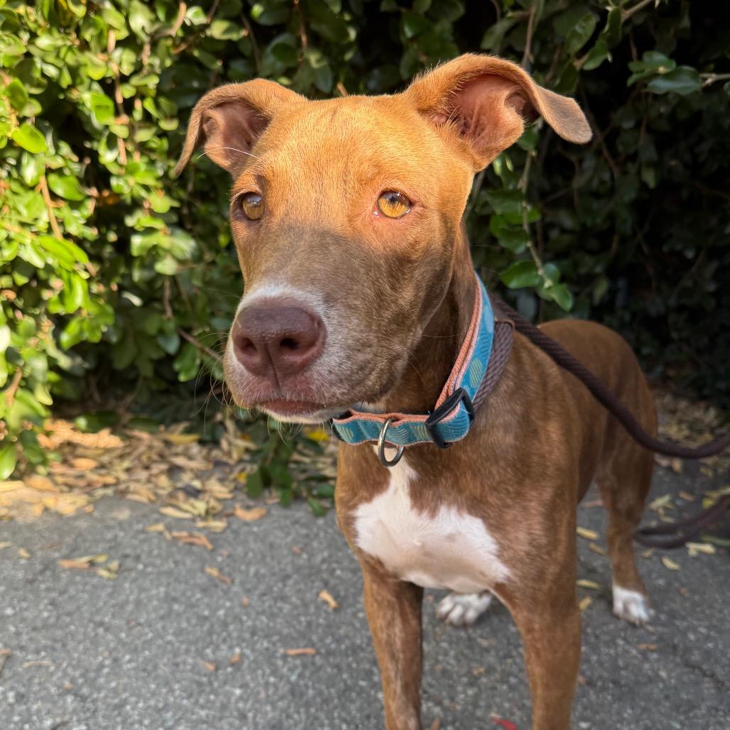 Gumball, Adoptable, Young Male Pit Bull Terrier & Mixed Breed.