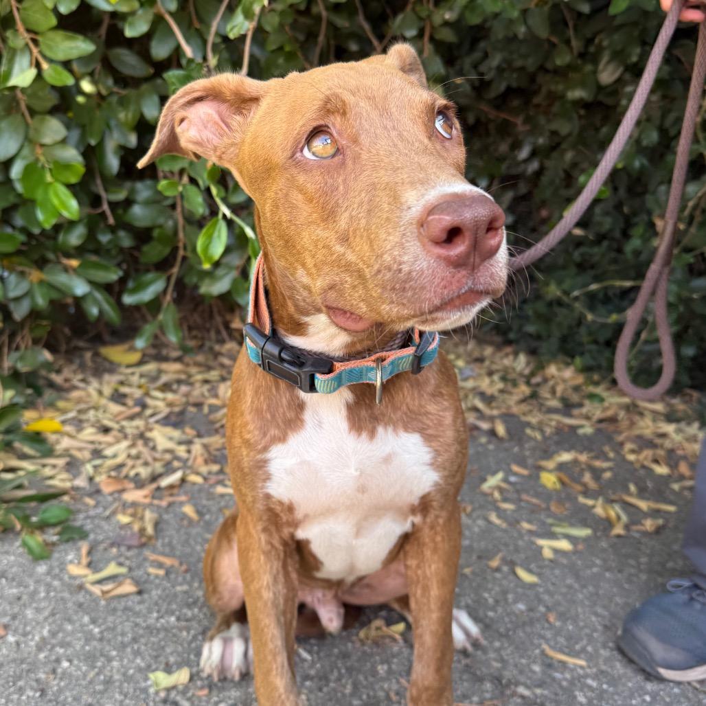 Enlarge Gumball, a Adoptable mixed breed in Santa Barbara, CA image 2/3