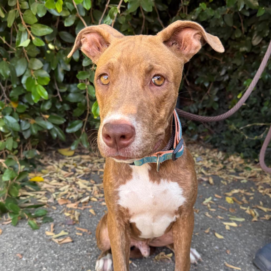 Enlarge Gumball, a Adoptable mixed breed in Santa Barbara, CA image 3/3
