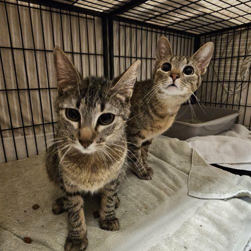 Rascle, Adoptable, Young Female Domestic Short Hair.