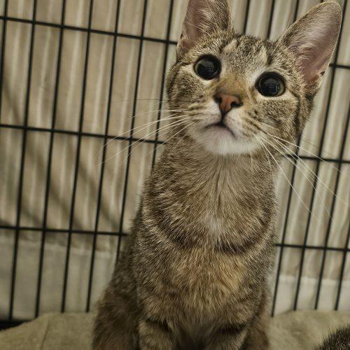 Enlarge Rascle, a Adoptable Domestic Short Hair in Burlington, IA image 3/5