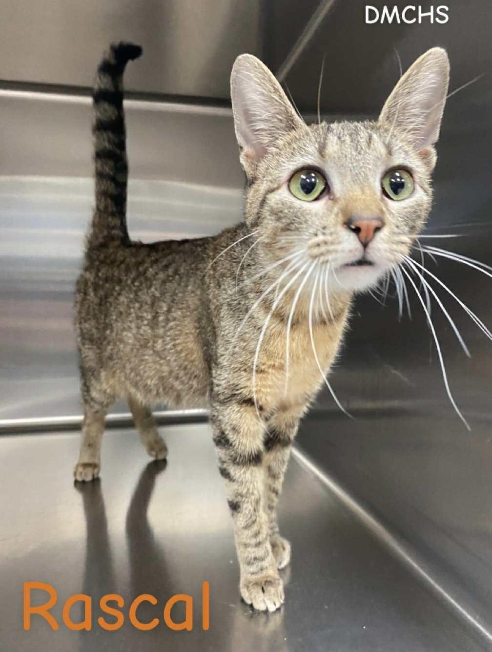 Enlarge Rascle, a Adoptable Domestic Short Hair in Burlington, IA image 3/3