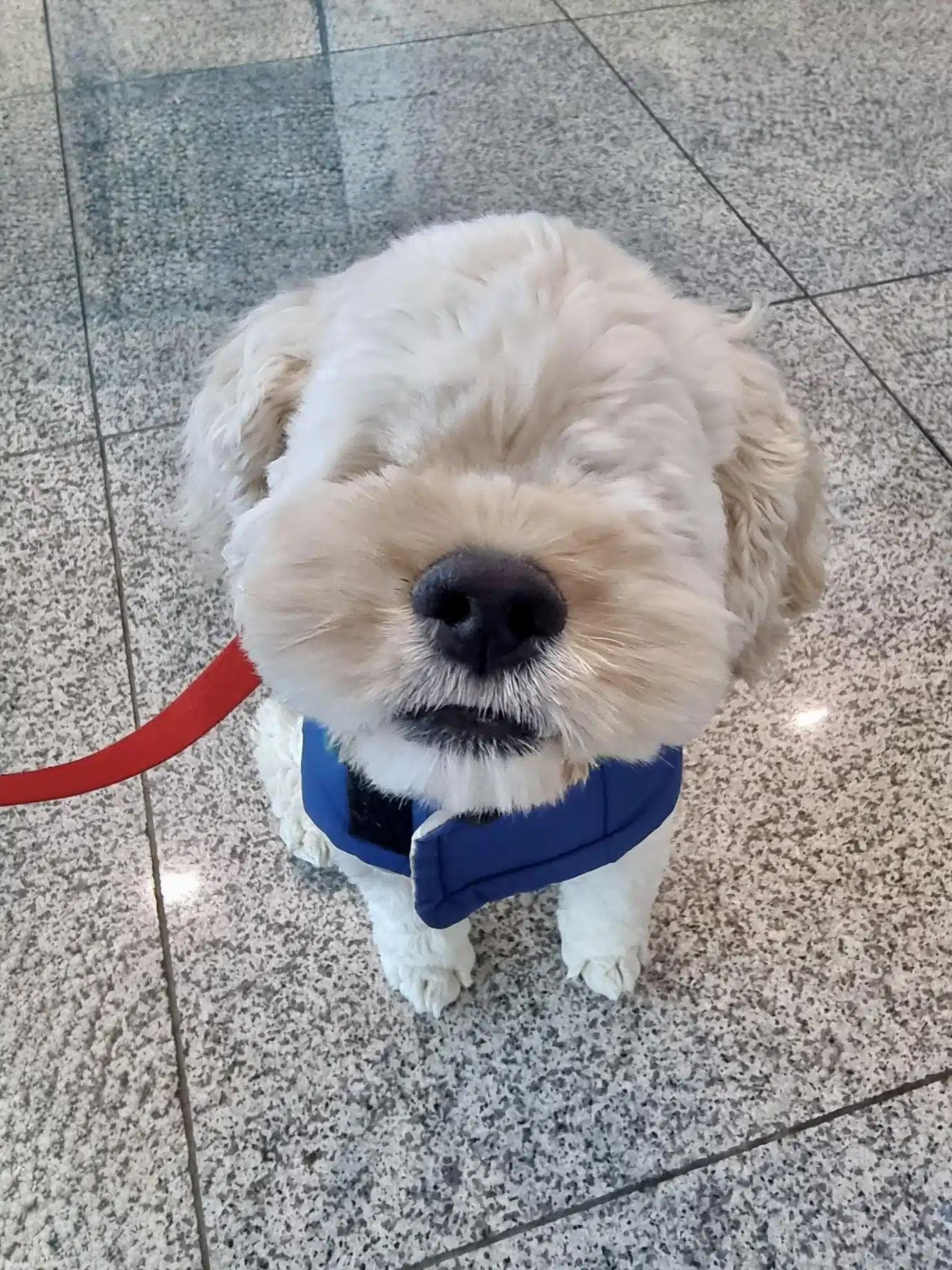 Enlarge Lumi, an adopted mixed breed in Sherman Oaks, CA image 2/3