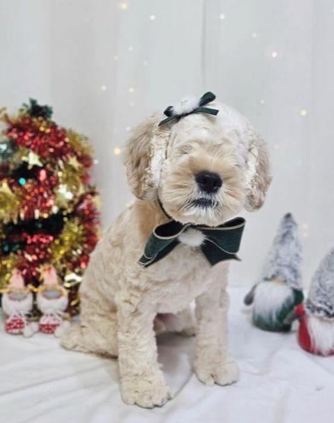 Enlarge Lumi, an adopted mixed breed in Sherman Oaks, CA image 1/3