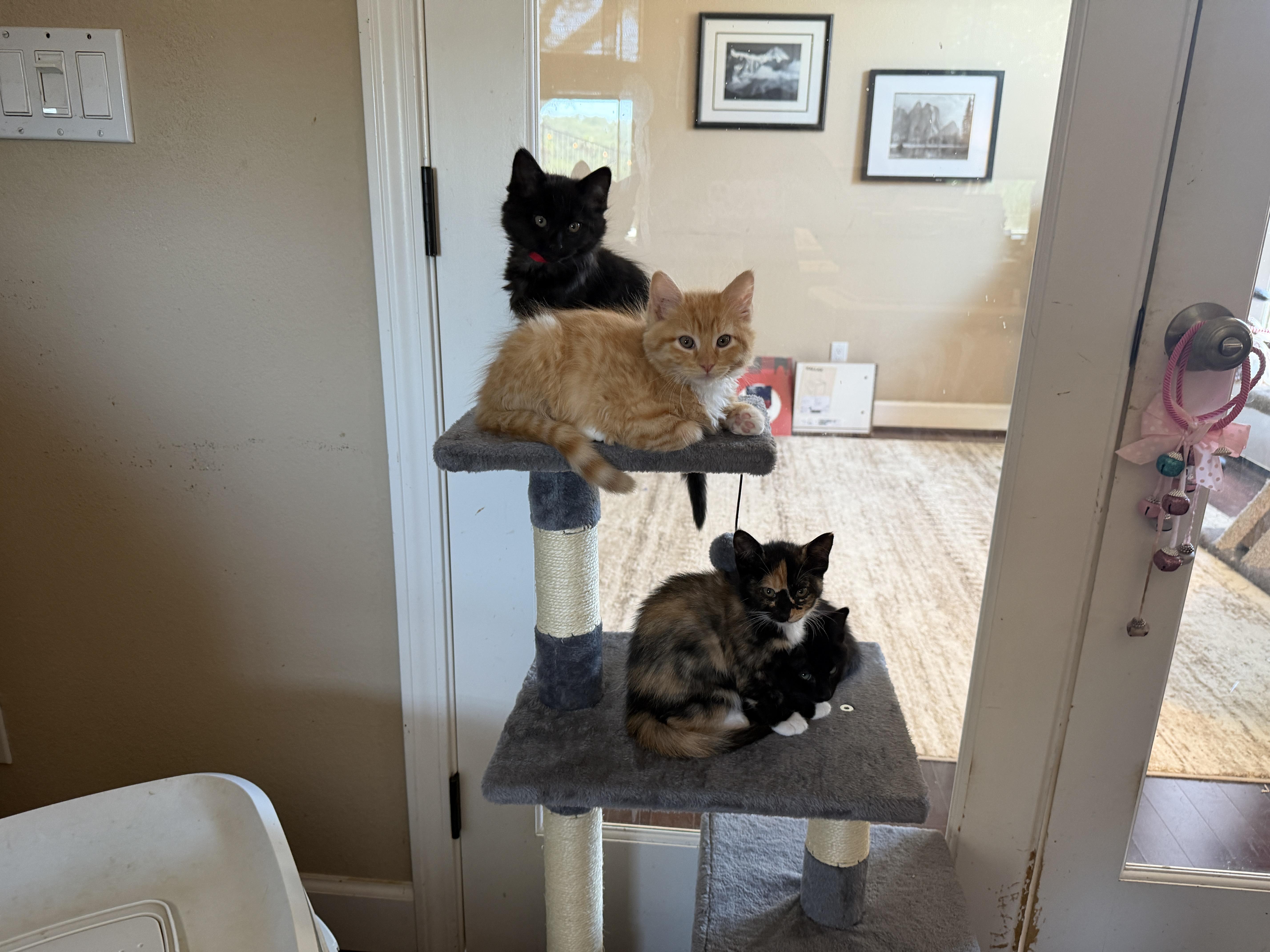 Velvet, an adopted Domestic Medium Hair in Gilroy, CA image 2/3