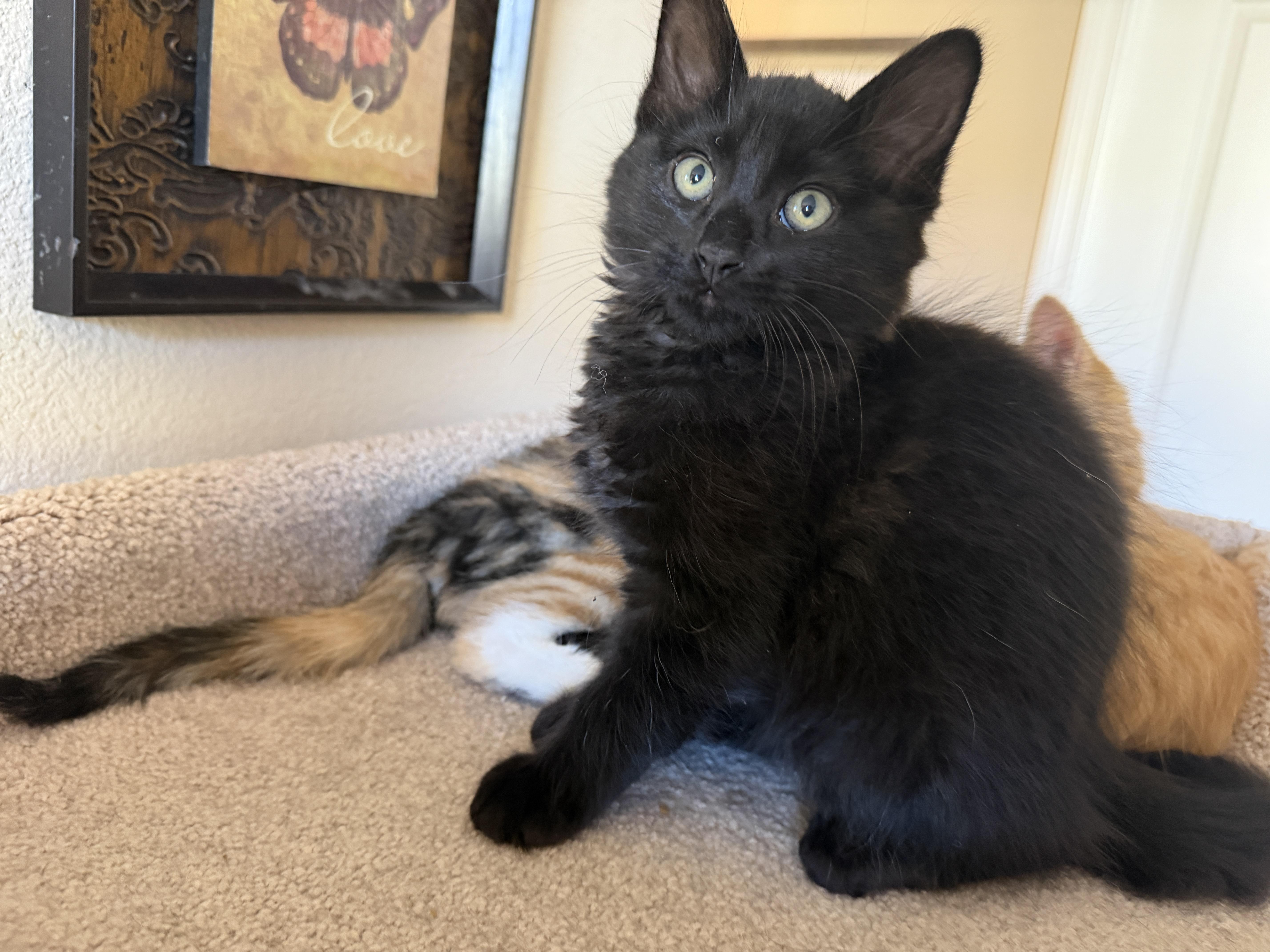 Velvet, an adopted Domestic Medium Hair in Gilroy, CA image 3/3