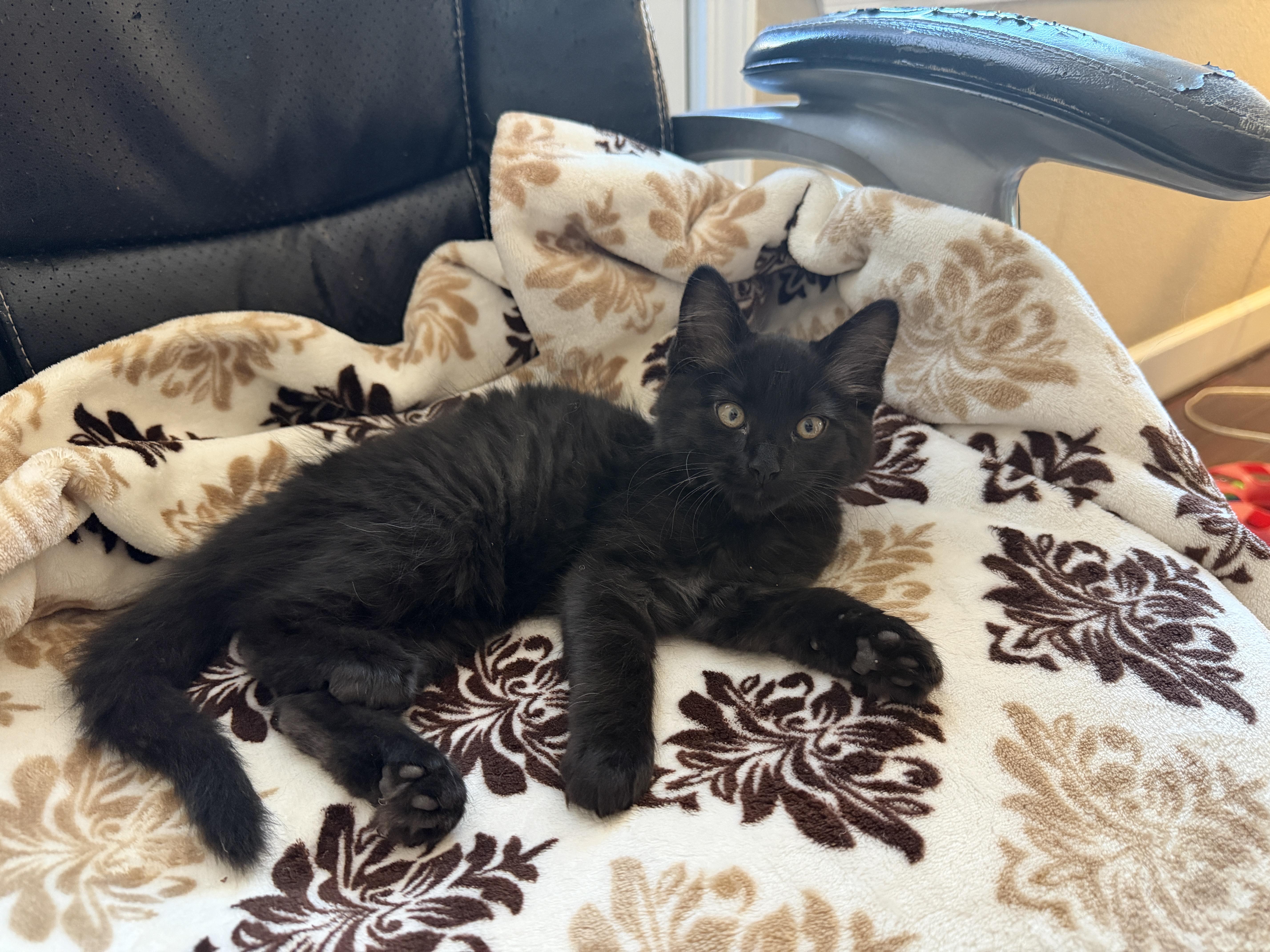 Velvet, adopted, Kitten Female Domestic Medium Hair.