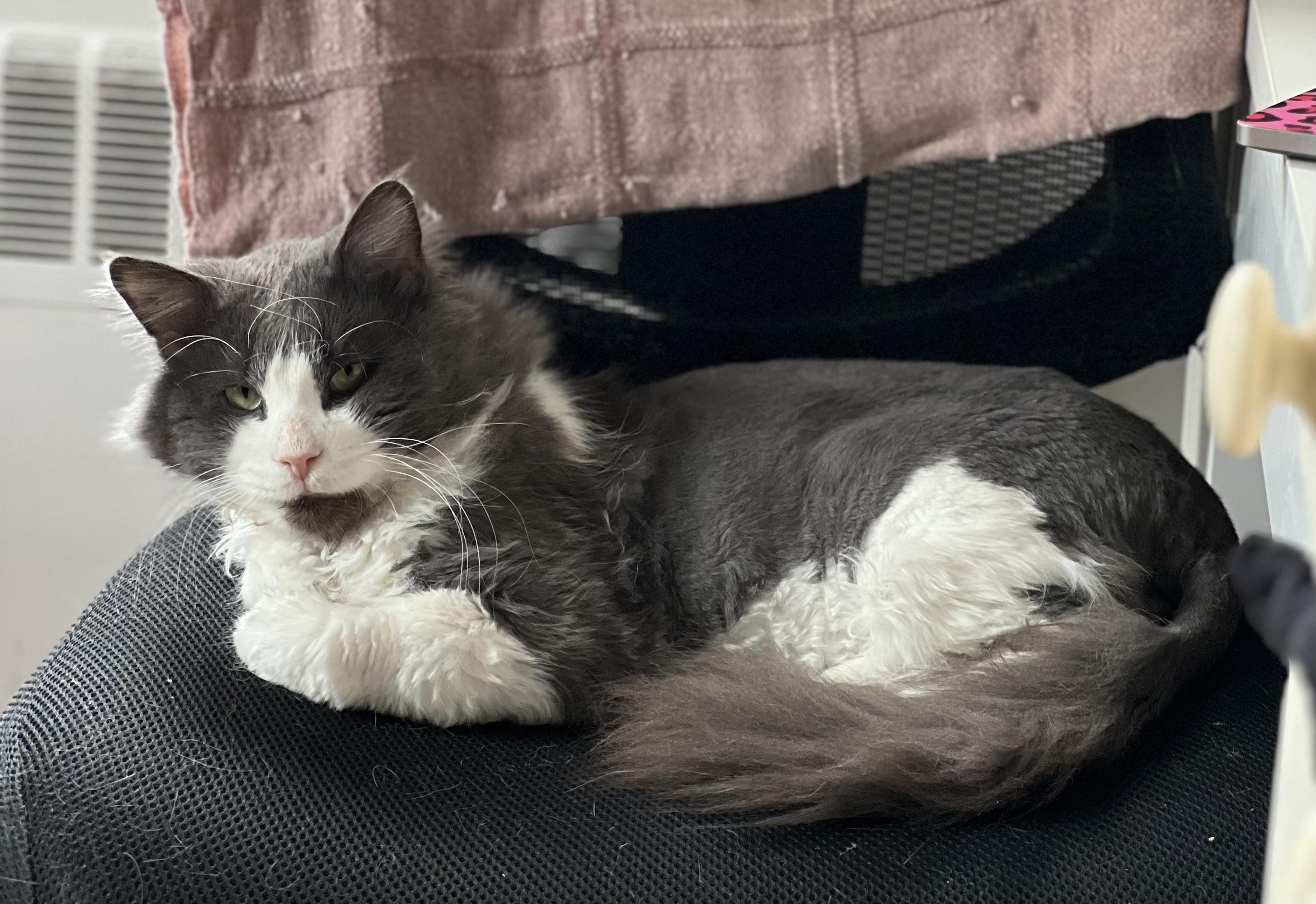 Mr. Fluff Aka Fluffernutter thumbnail 2