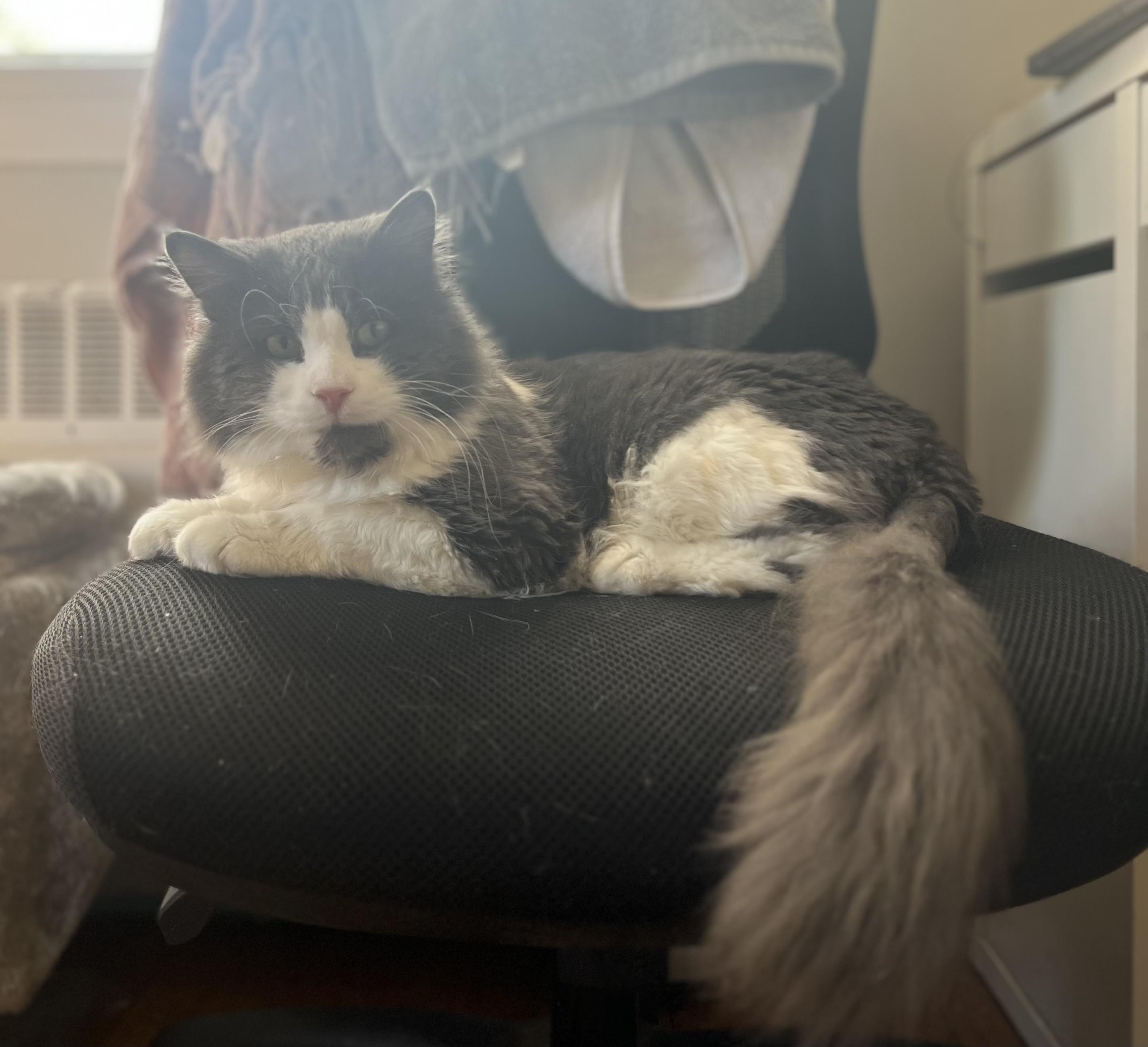 Mr. Fluff Aka Fluffernutter thumbnail 3