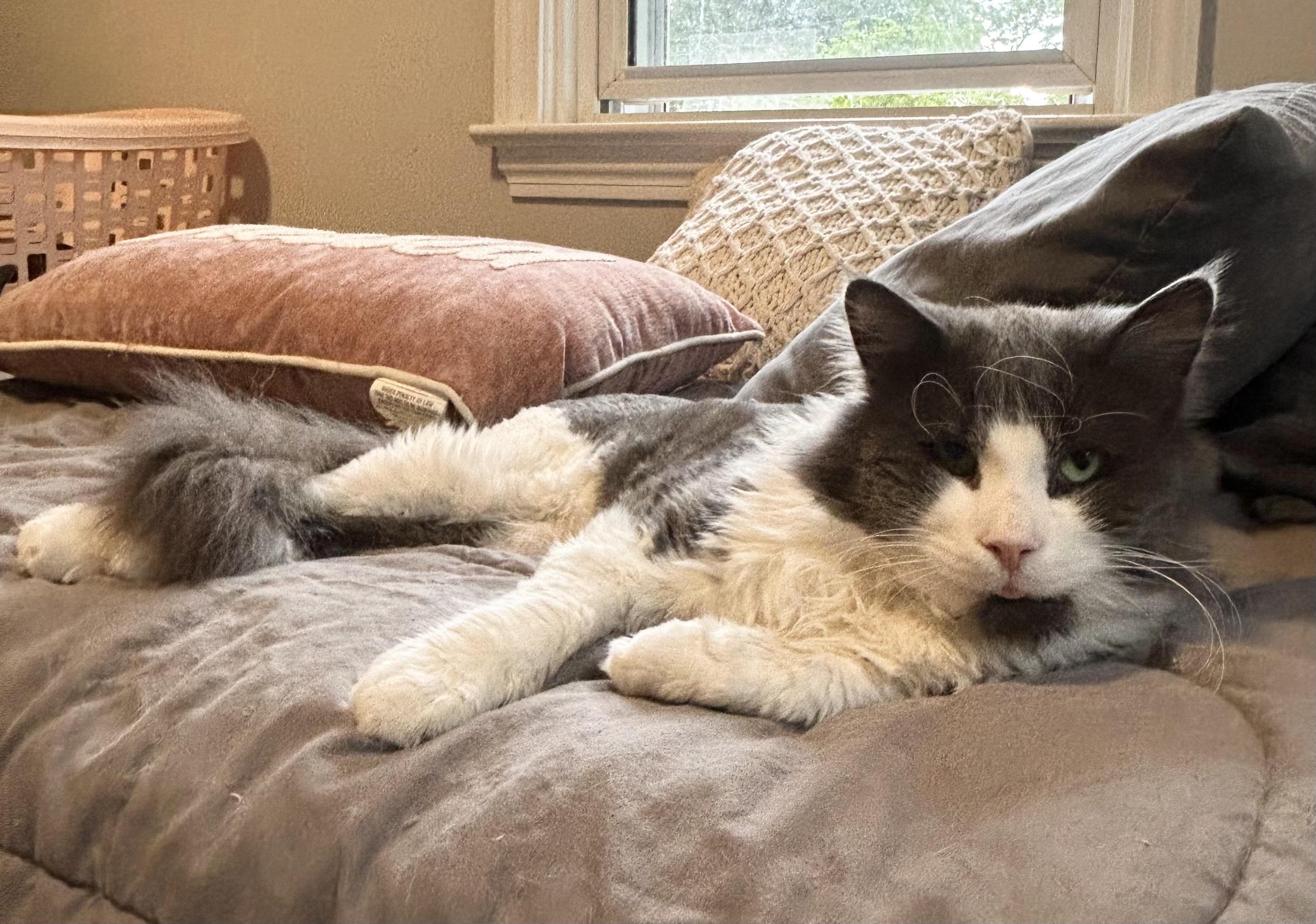 Mr. Fluff Aka Fluffernutter thumbnail 5