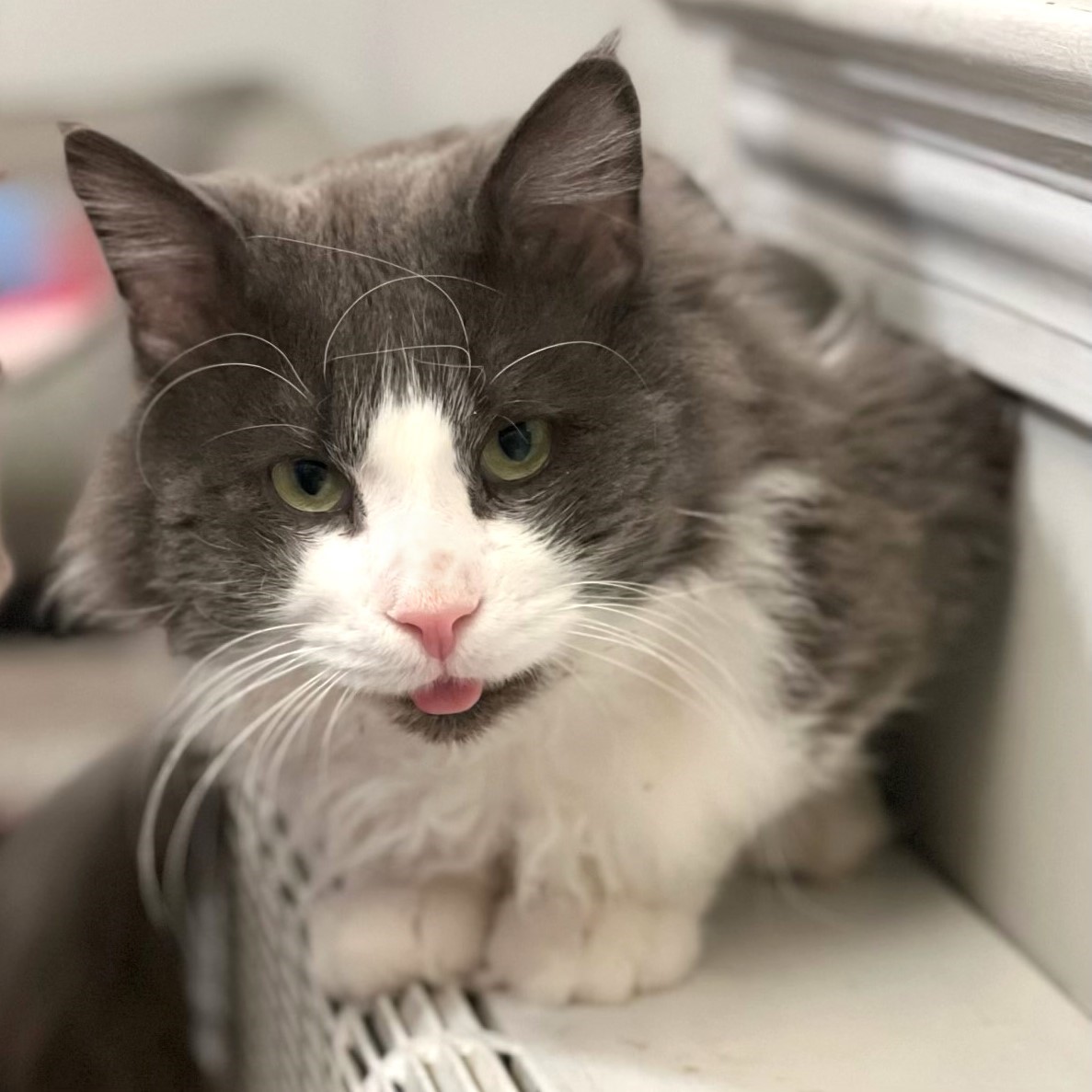 Mr. Fluff Aka Fluffernutter thumbnail 6