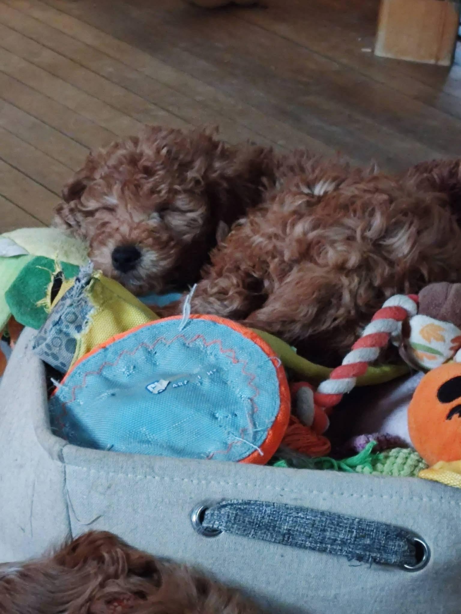 Enlarge Jeffrey, a ADOPTABLE Goldendoodle in Brunswick, ME image 1/1