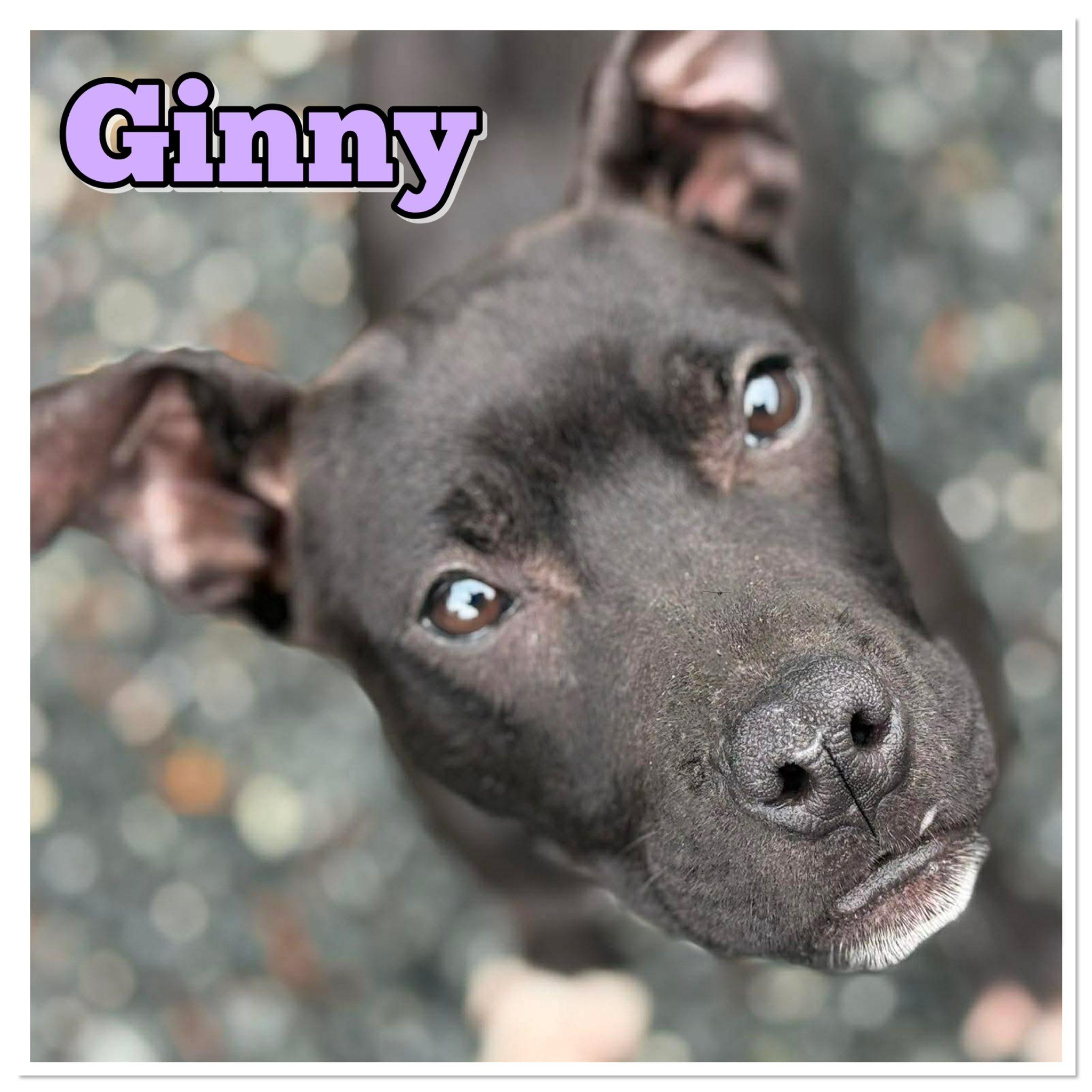 Ginny, ADOPTABLE, Young Female Mixed Breed.