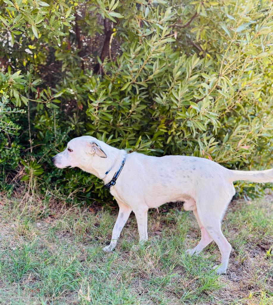 Enlarge Gauge, a Adoptable mixed breed in Rockport, TX image 1/6
