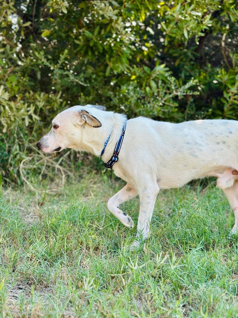 Enlarge Gauge, a Adoptable mixed breed in Rockport, TX image 3/6