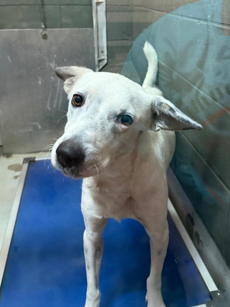 Enlarge Gauge, a Adoptable mixed breed in Rockport, TX image 4/6