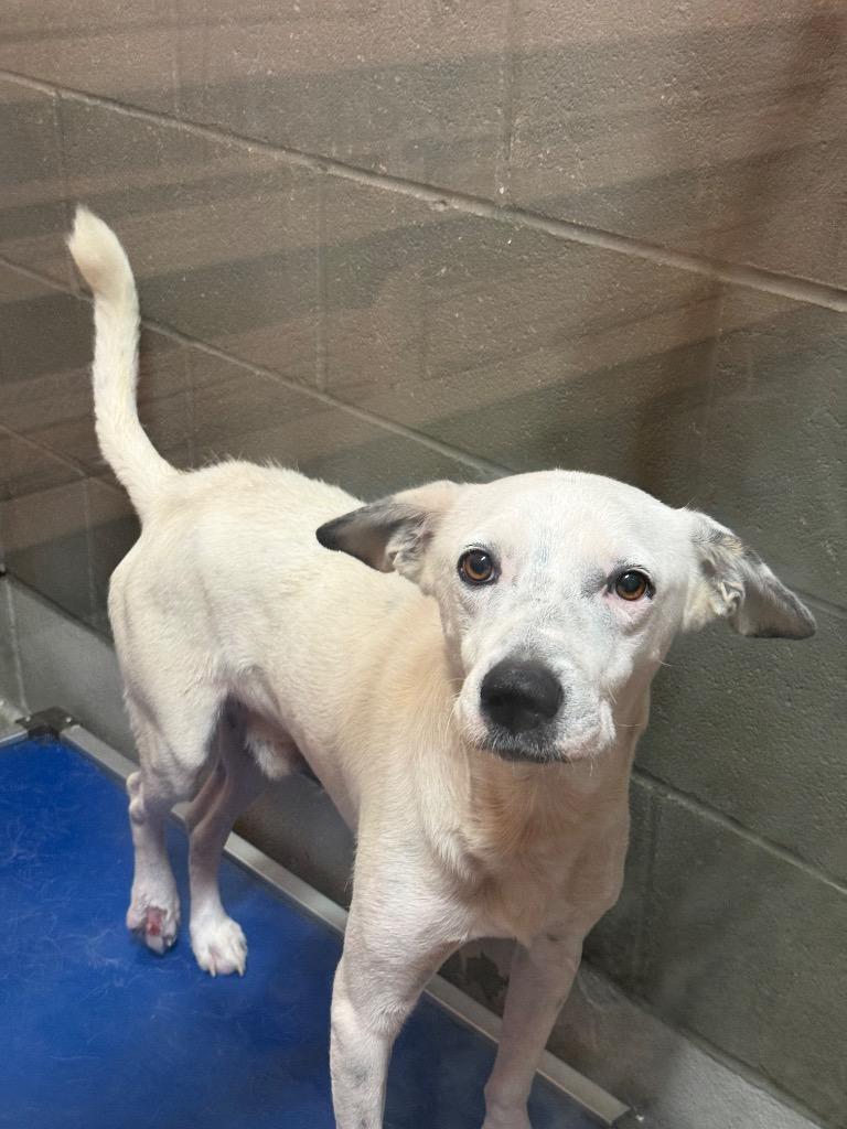 Enlarge Gauge, a Adoptable mixed breed in Rockport, TX image 5/6