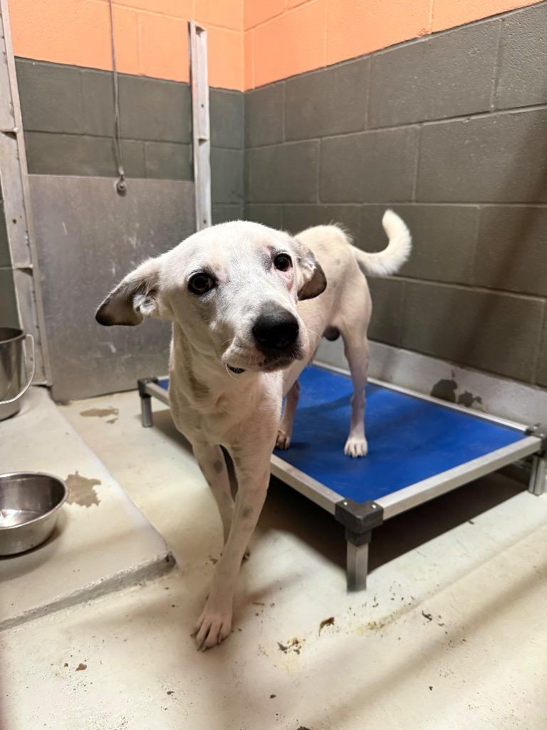 Enlarge Gauge, a Adoptable mixed breed in Rockport, TX image 6/6