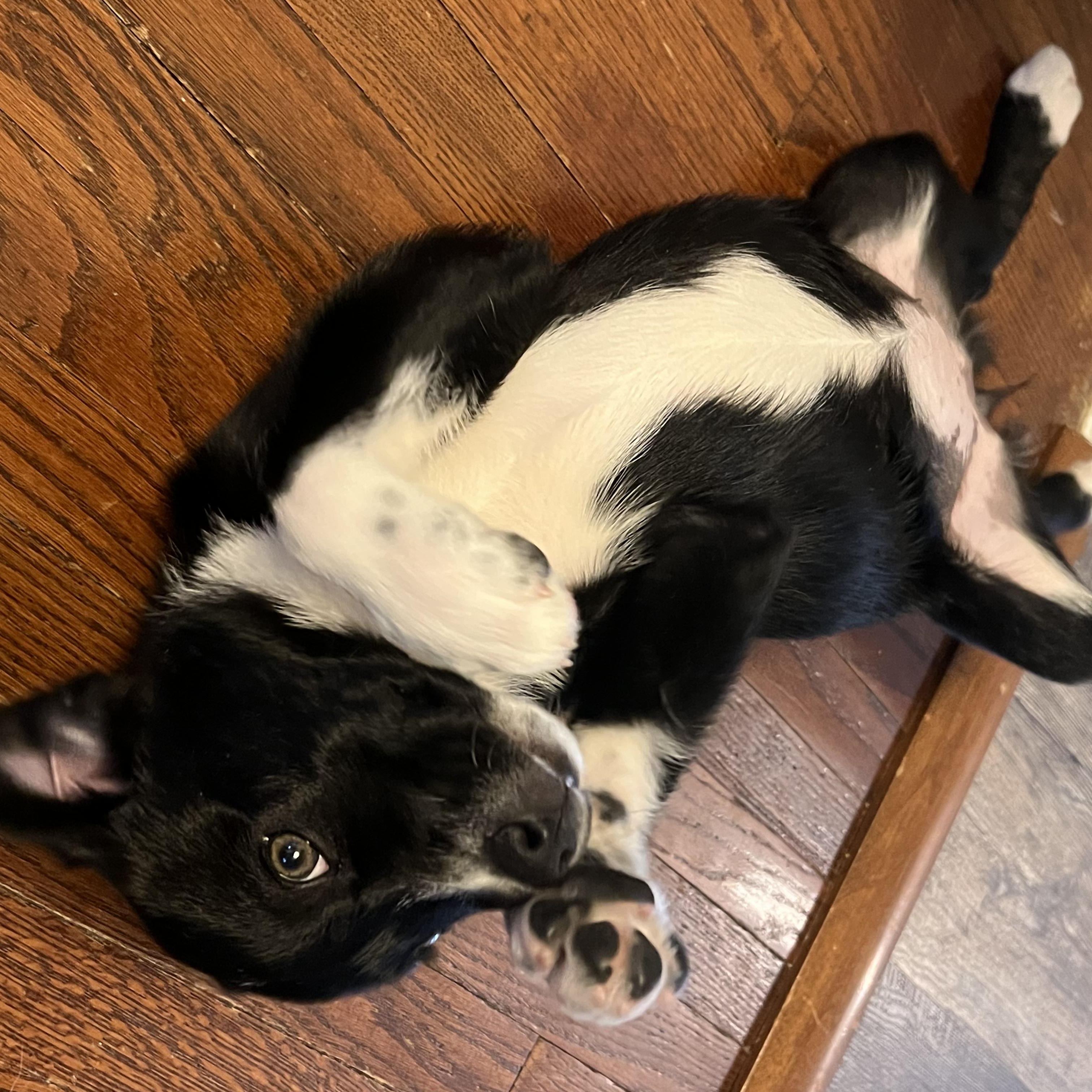 Enlarge Brisbane, an adopted mixed breed in Brantford, ON image 3/6