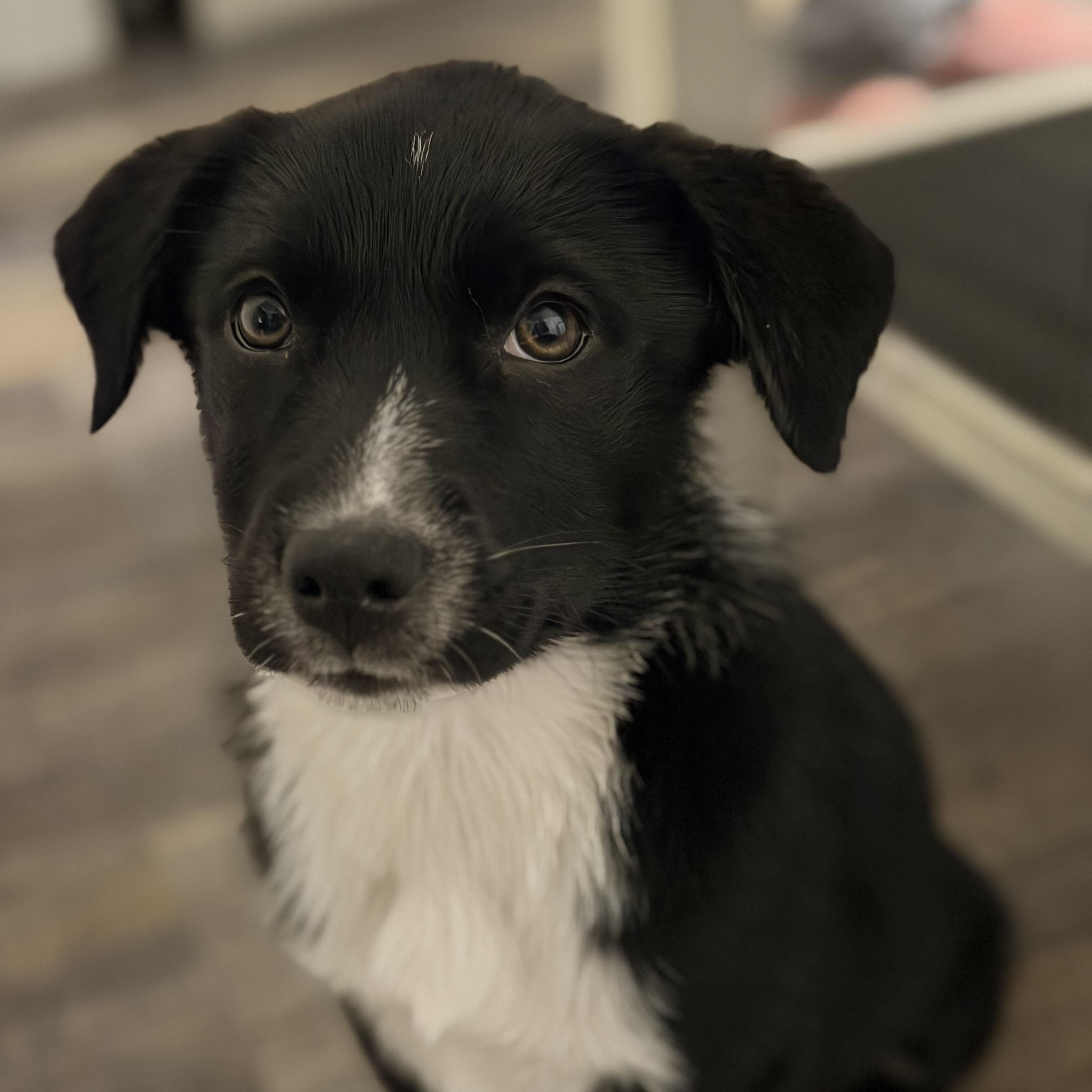 Enlarge Brisbane, an adopted mixed breed in Brantford, ON image 6/6