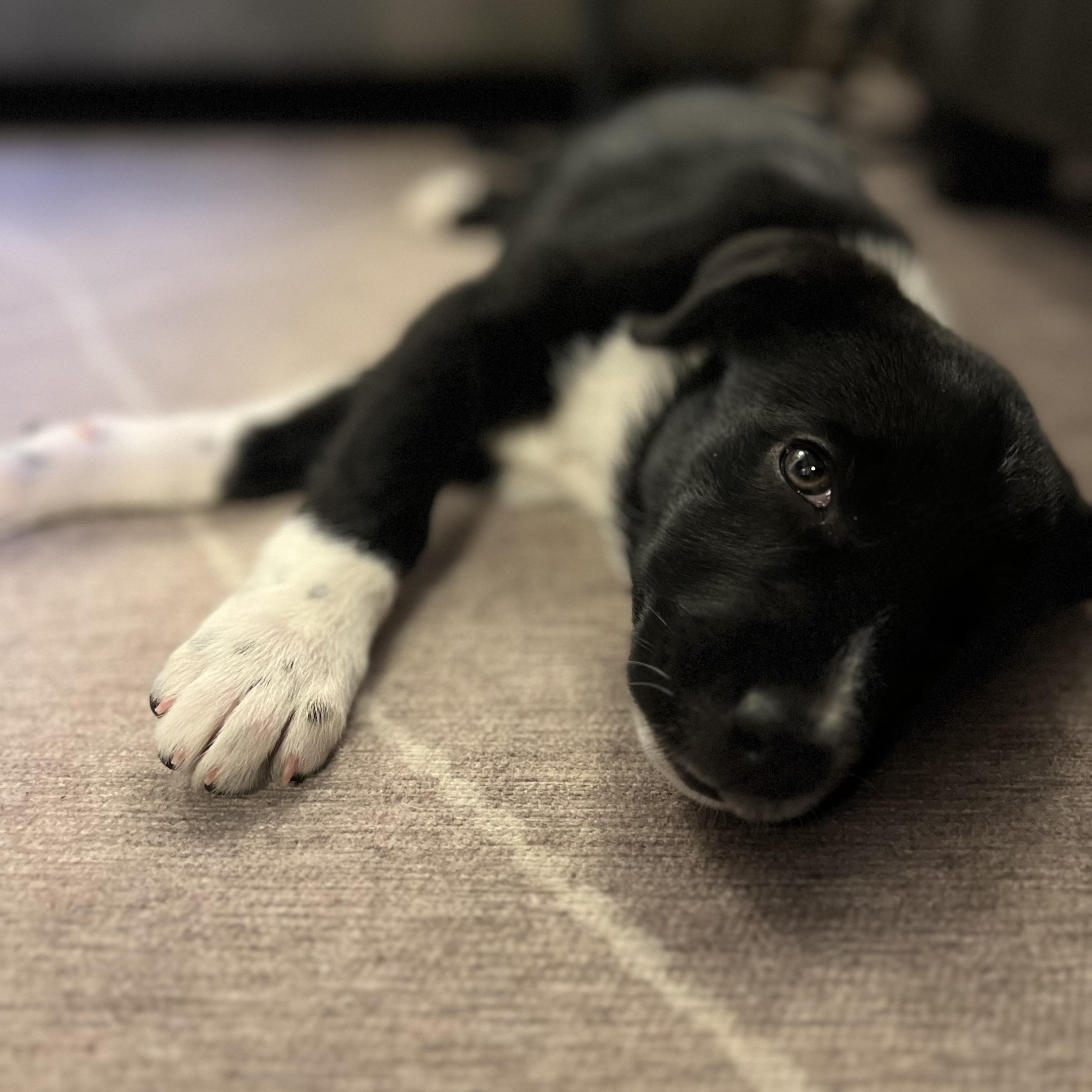 Enlarge Brisbane, an adopted mixed breed in Brantford, ON image 4/6