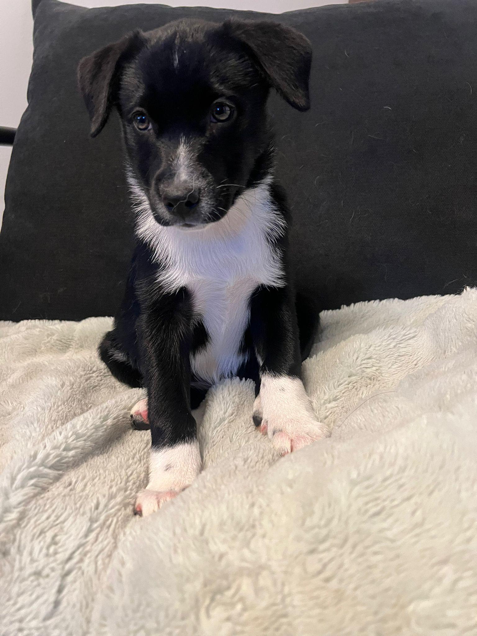 Enlarge Brisbane, an adopted mixed breed in Brantford, ON image 5/6