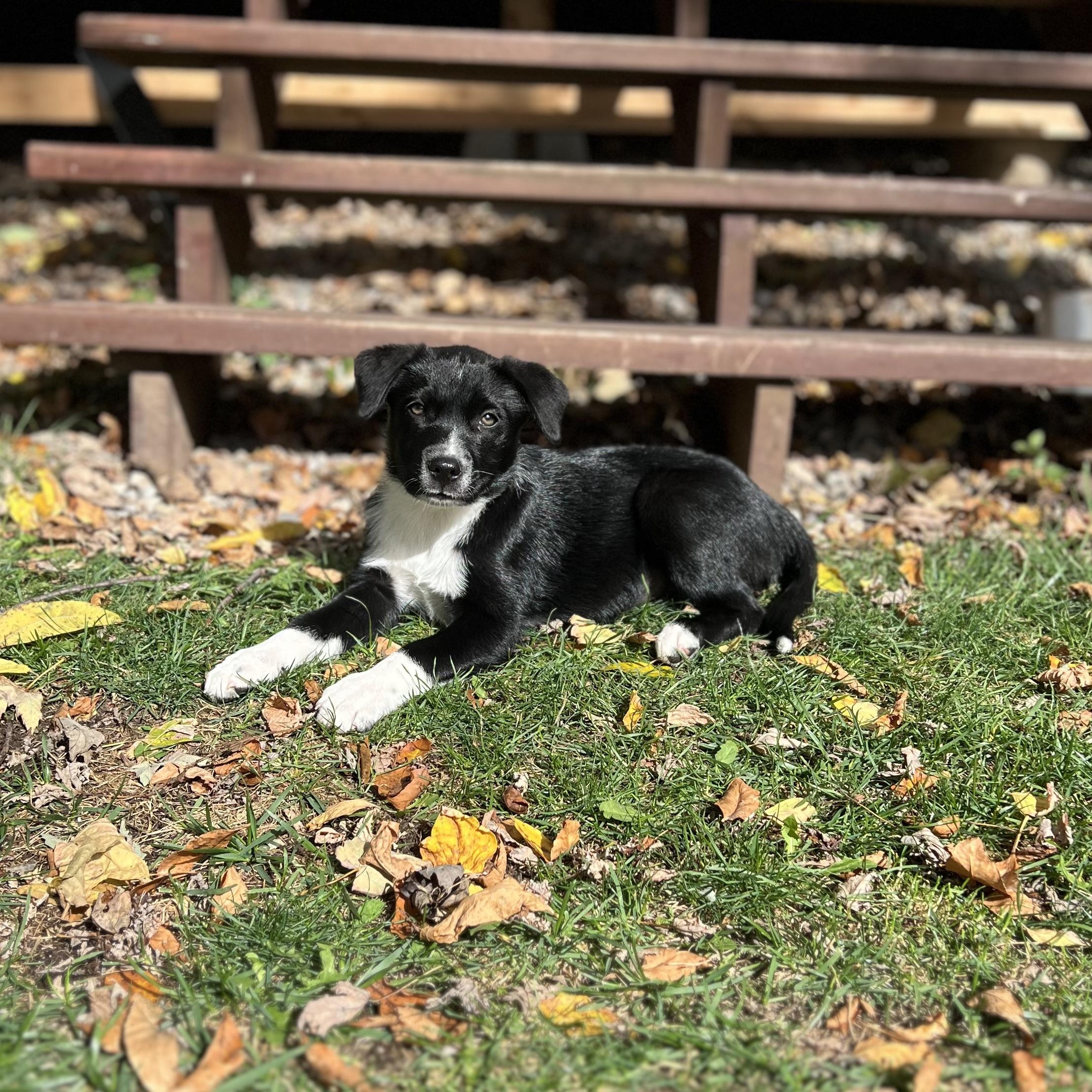 Enlarge Brisbane, an adopted mixed breed in Brantford, ON image 2/6