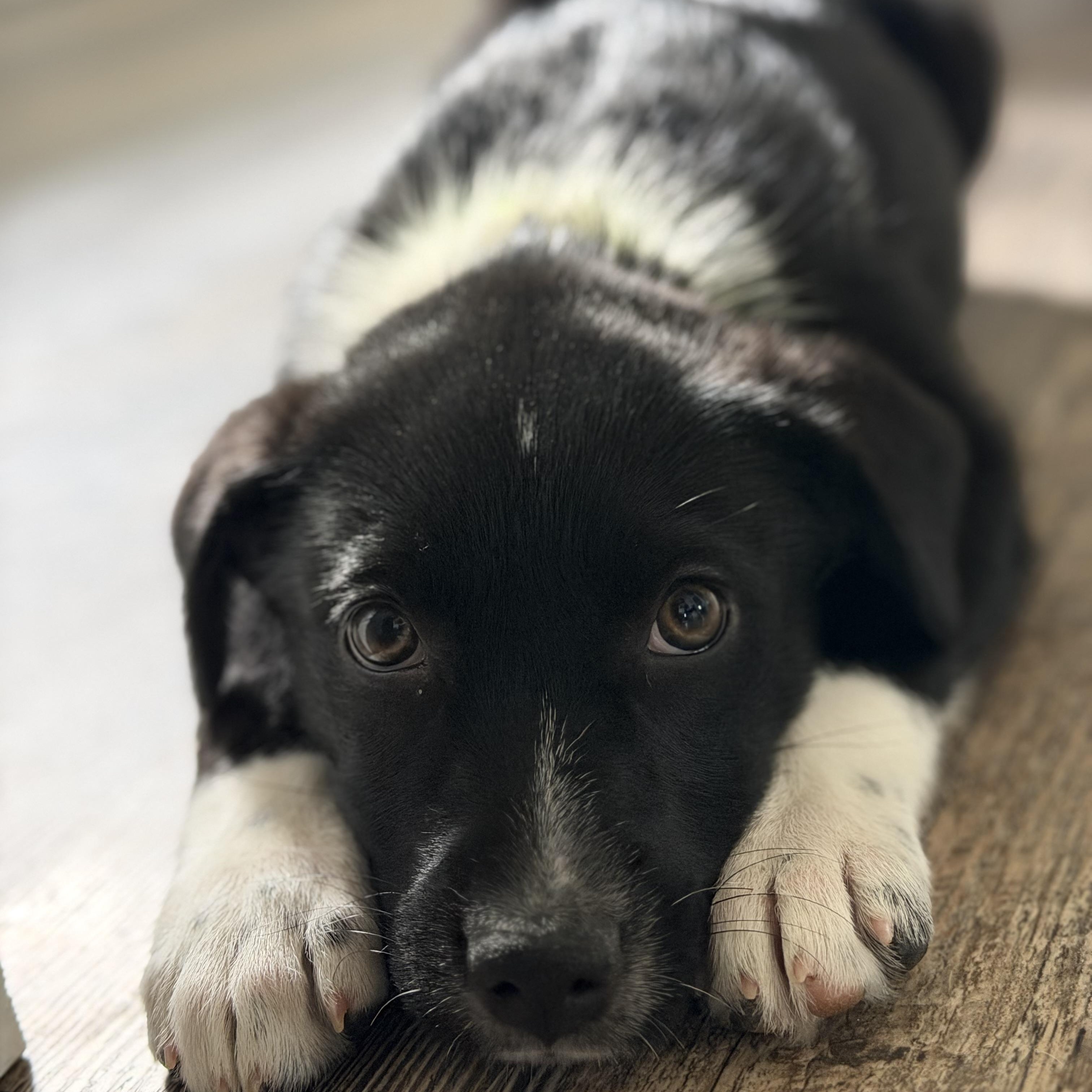Brisbane, adopted, Puppy Female Australian Shepherd.