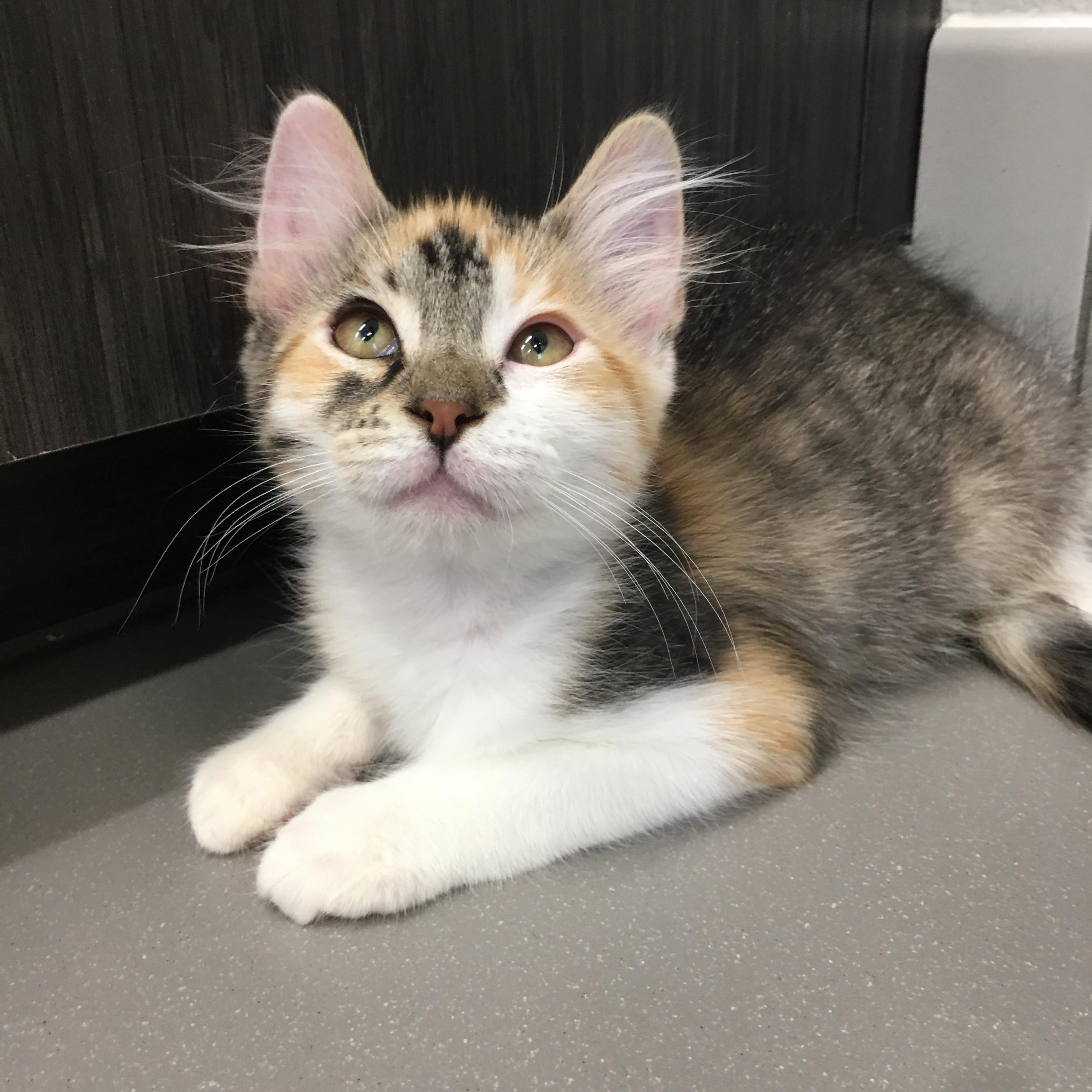 Cocoa Puffs, a ADOPTABLE Domestic Medium Hair in Greenville, TX image 3/3